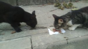 Кошки кушают