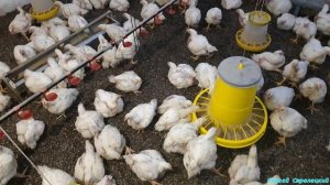 Выбор кормушек для бройлеров! Доработка кормушек!