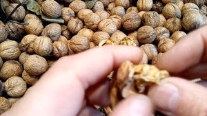 Семена грецкого ореха Кочерженко.Семена ореха Иван Багряный. Обзор 2021 года от Walnuts Broker