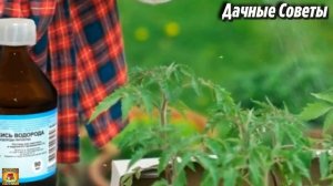 НАШАТЫРНЫЙ СПИРТ для рассады ТОМАТОВ и ПЕРЦЕВ Зачем и как ПОДКАРМЛИВАТЬ РАСТЕНИЯ