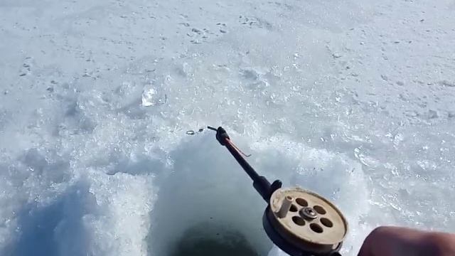 Ловля крупного ротана зимой в феврале. Пробуем поймать ротана на сало Рыбалка Скопин