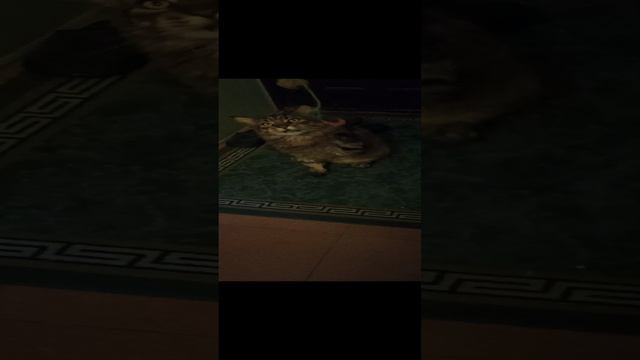 Злой котяра смотреть онлайн