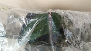 Черенкование лимона//Способ черенкования в агроперлите//Первый неудачный опыт