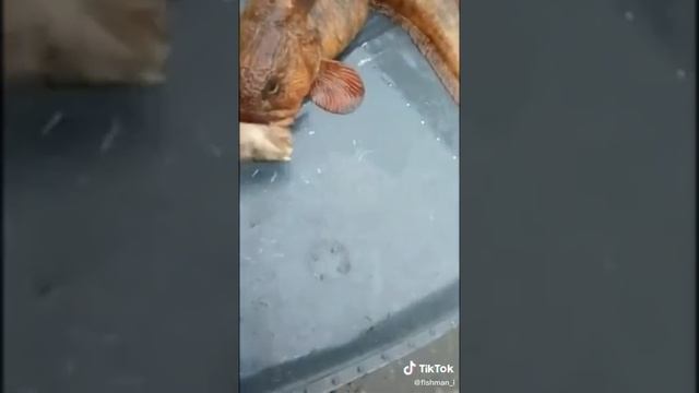 ШОК ? Поймал бобика ? #зубатка #нарыбалке #поймалрыбку смотреть онлайн