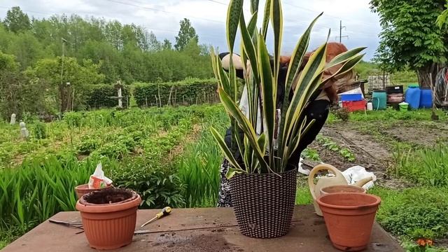 Пересадка Сансевиерии. Щучий хвост. смотреть онлайн