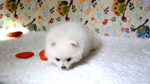 Белый померанский шпиц мини девочка elitedoggy.com