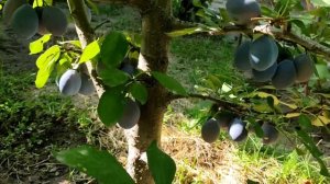 Как созревает трёх летняя слива.