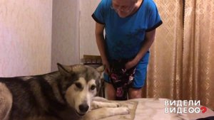 Упрямый маламут. Видели видео? Фрагмент выпуска от 24.08.2018