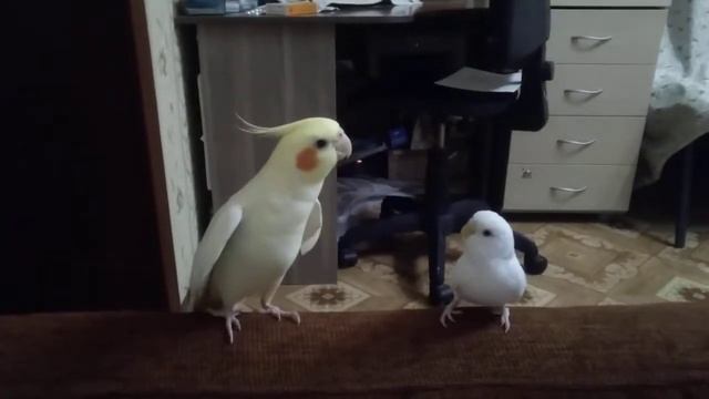 "Приключения Шурика" поет корелла. смотреть онлайн