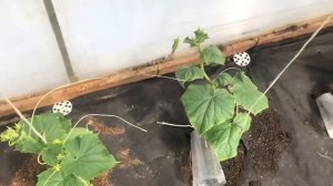 Огурцы завалят плодами! Рассказываю что сделала, чем кормила, как сажала, .