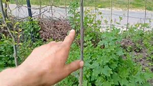 Павлония Войлочная Томентоза.)Питомник на Даче :-))