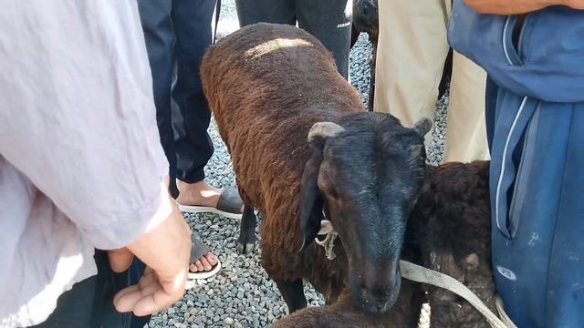 молбозори пахтаобод нархи барача гусфанди хисори ва совлуқо ва қучқор 21 июня 2021 смотреть онлайн