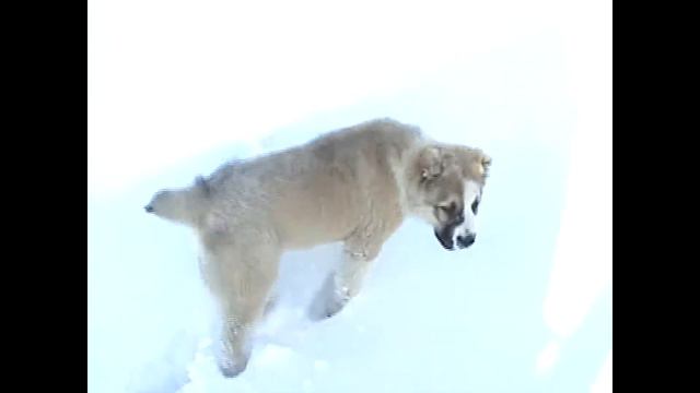 alabay, alabai puppies getting bored смотреть онлайн