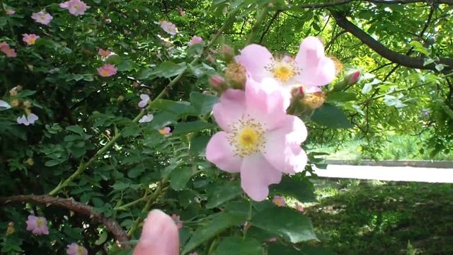 Анапа 17 мая . Что с грецким орехом? смотреть онлайн