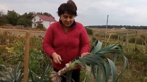 Супер урожай лука-порея.