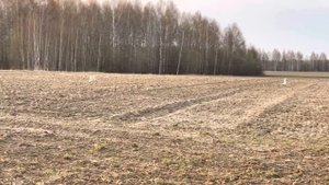 Охота на гусей с манными (подсадными) гусями