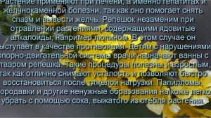 Полезные свойства репешка обыкновенного и противопоказания