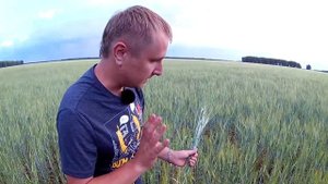 Яровой двурядный ячмень сорт Одесский 22. Ошибки при выращивании ячменя.