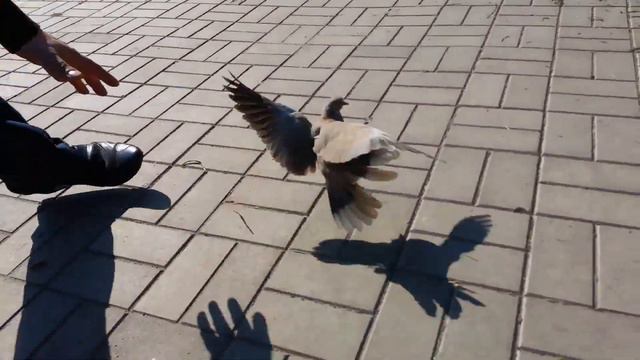 ПРОГУЛКА возле театра смотреть онлайн