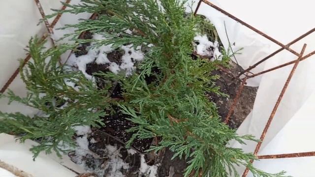 Хвойные из супермаркетов. Можжевельник горизонтальный Андорра компакта из Магнита.