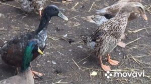 Они оказались ещё и драчунами/Утки Индийский Бегунок