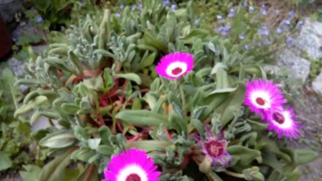 Доротеантус 2020 смотреть онлайн