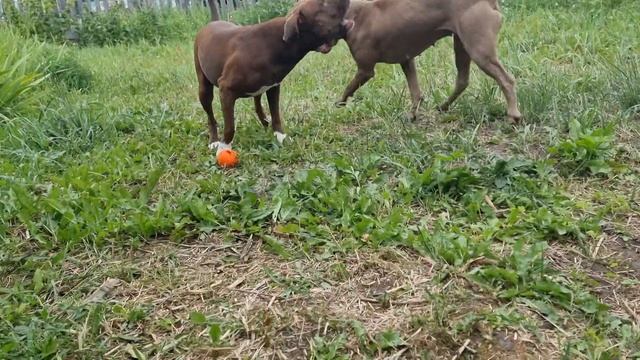 Утро на даче/ счастья нет предела ? смотреть онлайн