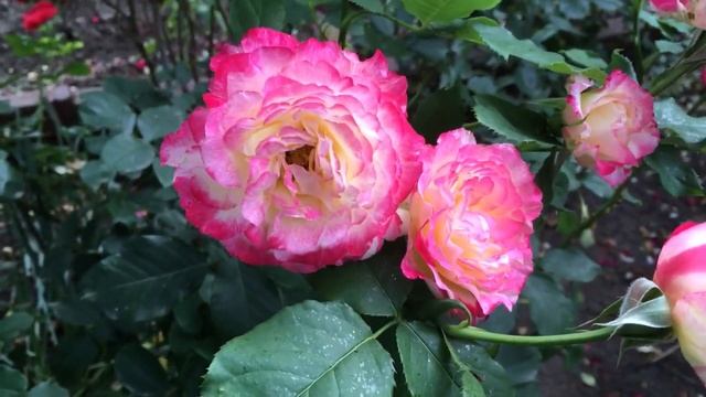 Роза «Юбилей принца Монако» в моем садике! смотреть онлайн