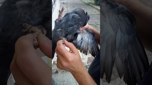 Спасение голубя！ смотреть онлайн