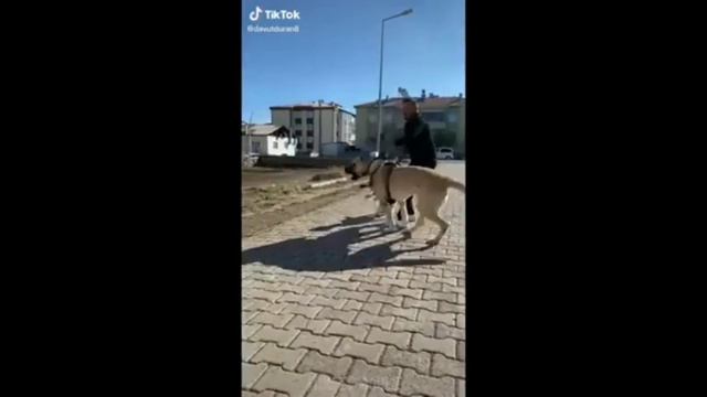 Самый сильный сабака 2 место топ видео смотреть онлайн