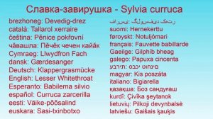 Птицы 45 видов птиц в одном видео и их голоса