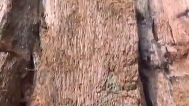 Чому секвоядендрони називають мамонтовим деревом? Sequoia National Park смотреть онлайн