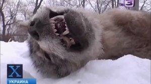 Чупакабру поймали!