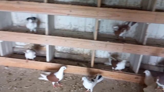 Поднял две голубки, ушли в покрытие. смотреть онлайн