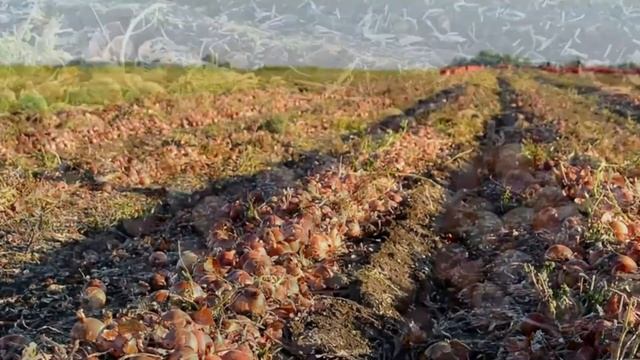 Глобус - сортовой репчатый лук