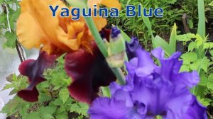Ирис Романтик Ивнинг, Суприм Султан, Yaguina Blue