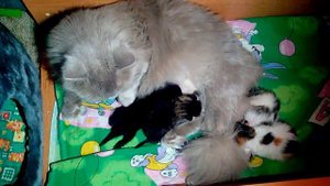 Котята дерутся за титю)))