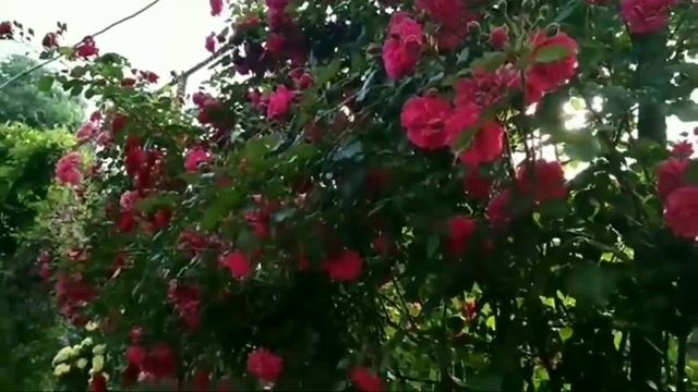 Плетистые розы от мала до велика. смотреть онлайн