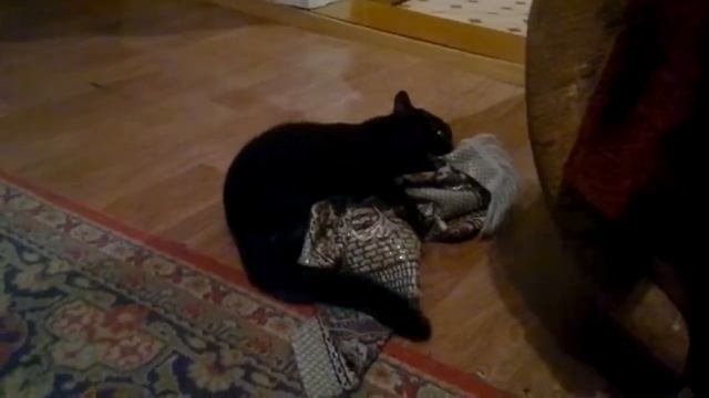 Кот занимается любовью 1 смотреть онлайн