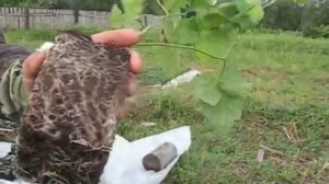 выращивание ежевики в промышленных объемах