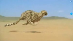 Скорость гипарда 120 км/ч