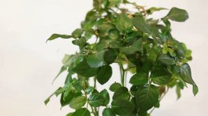 Хищный клещ Amblyseius californicus на горшечной розе. Защита от паутинных клещей.