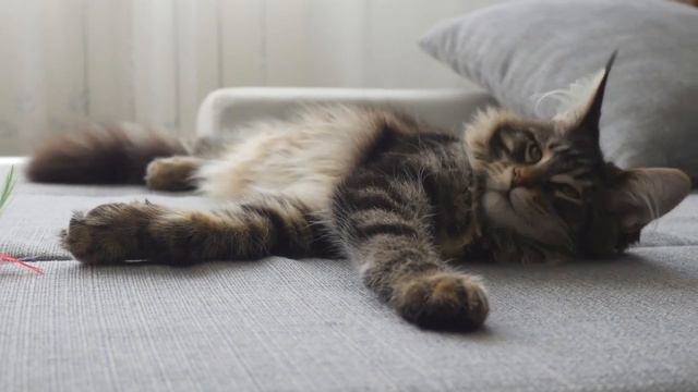 Maine Coon Cat 101 Guide: Helpful information before you buy or for new owners смотреть онлайн