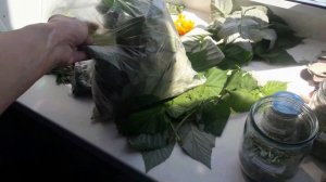 Наши чаи из трав // Заготовка зелени на зиму