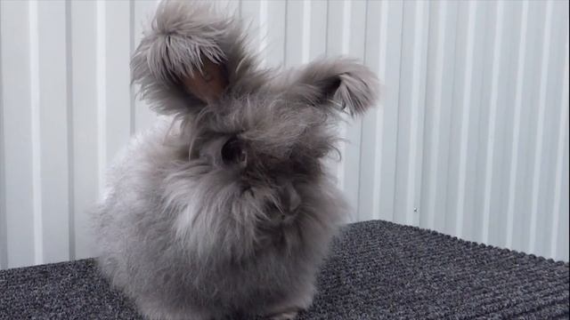 Ангорский кролик, пушистое облачко смотреть онлайн