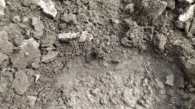 | Посадка семян огурца в открытый грунт | смотреть онлайн