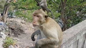 Тайланд Гора обезьян Кусают за ноги