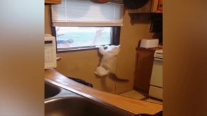 Испуганный кот