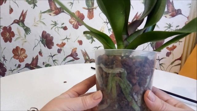 Если вы купили орхидею уценку/// Что дальше с ней делать//// смотреть онлайн