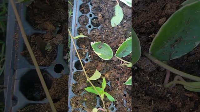 como propagar hoya Queen crimson Variegated смотреть онлайн